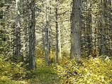 Geo Washington Memorial Pines 1 Geo Washington Memorial Pines 1