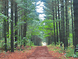 Sand Dunes State Forest 4 Sand Dunes State Forest 4